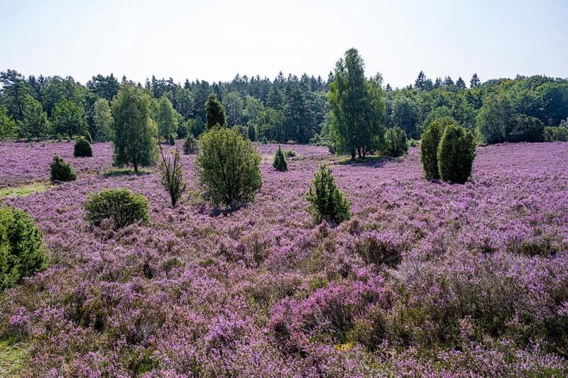 Purple flowering heath, broom heather and juniper bushes, in Totengrund, Wilsede Lüneburg Heath nature reserve, Lower Saxony, Germany