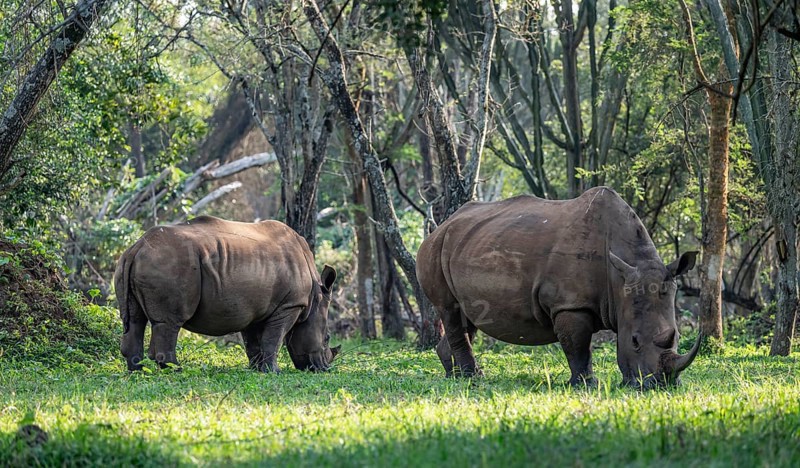 Two animals, Southern white rhinoceros (Ceratotherium simum simum), Ziwa Rhino Sanctuary, Uganda