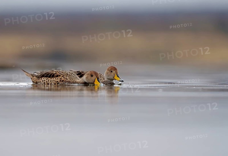 Andean duck (Anas flavirostris), Torres del Paine National Park, Patagonia, Chile, South America