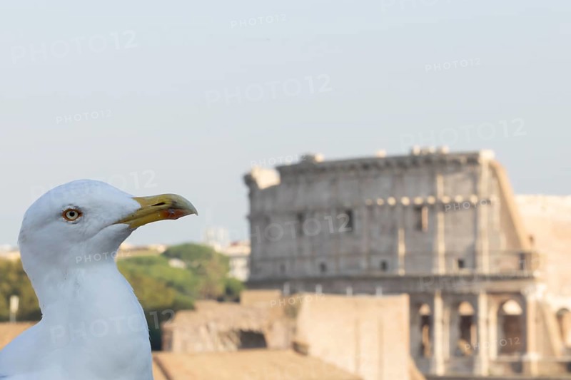 Yellow-legged gull (Larus michahellis) adult bird on an ancient city building with The Colosseum in the background, Rome, Italy