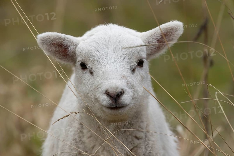 Domestic sheep (Ovis aries) juvenile baby lamb farm animal head portrait in spring, England, United Kingdom