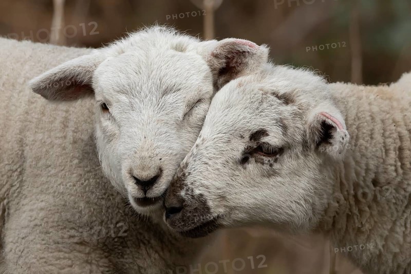 Domestic sheep (Ovis aries) two juvenile baby lambs farm animals greeting each other in spring, England, United Kingdom