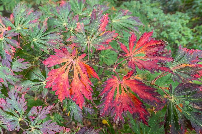 Aconite-leaved maple (Acer japonicum Aconitifolium), Emsland, Lower Saxony, Germany
