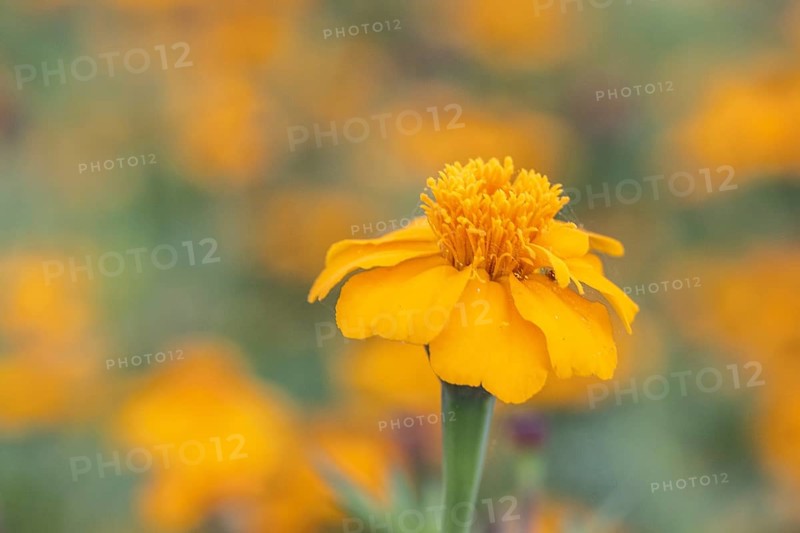 Marigolds (Tagetes), Emsland, Lower Saxony, Germany