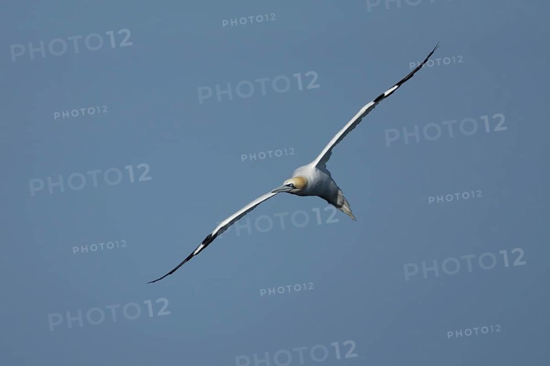 Northern gannet (Morus bassanus) adult sea bird flying, England, United Kingdom