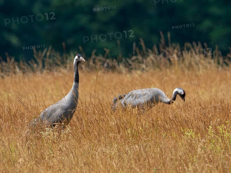 A pair of cranes looking for food, Mecklenburg-Western Pomerania, Germany