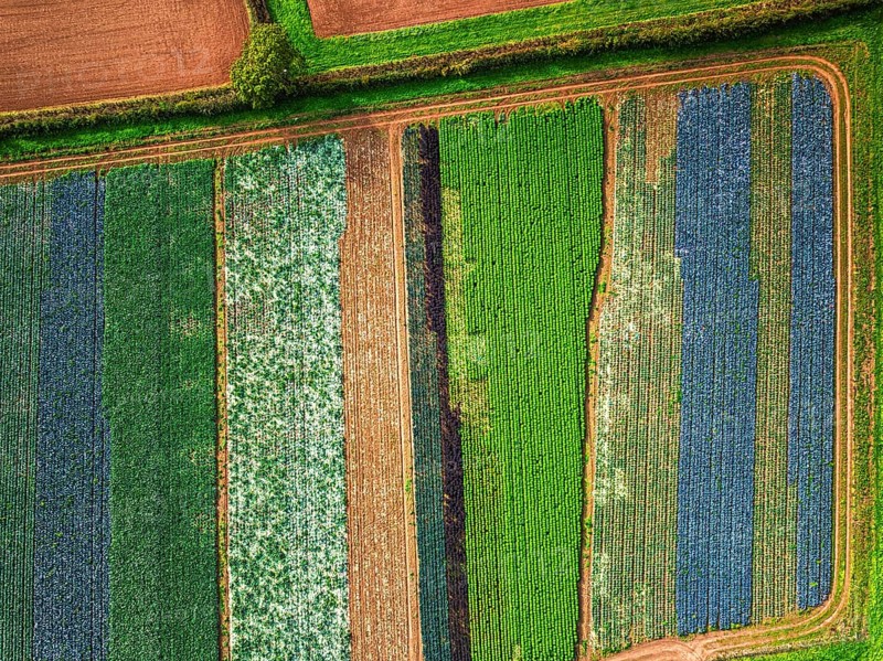 Top down view of red and green cabbage field from a drone, Devon, England, United Kingdom