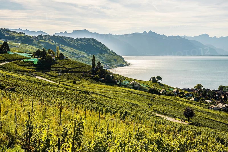 Picturesque village in the vineyards by the lake, Epesses, Lavaux, UNESCO World Heritage Site, Lake Geneva, Lac Léman, Canton of Vaud, Switzerland