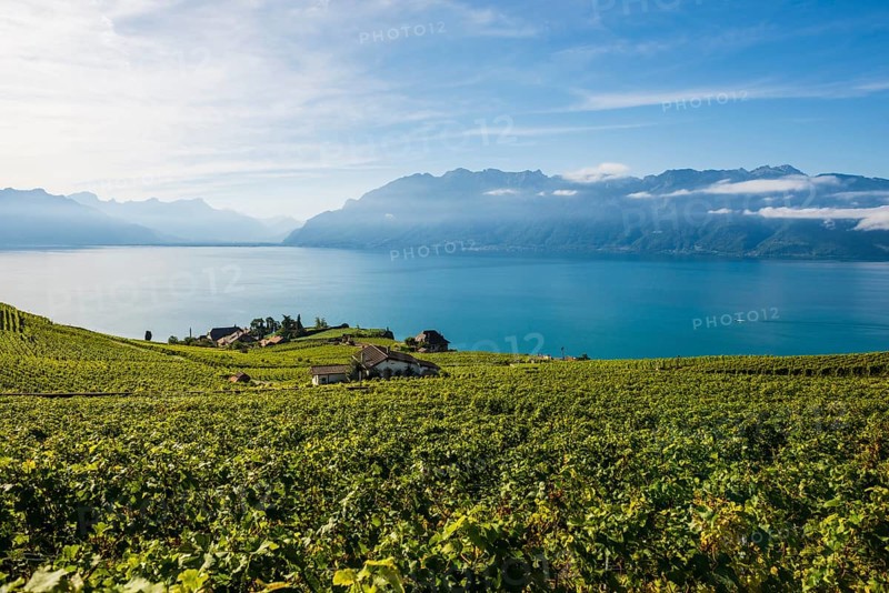Picturesque village in the vineyards by the lake, Rivaz, Lavaux, UNESCO World Heritage Site, Lake Geneva, Lac Léman, Canton of Vaud, Switzerland