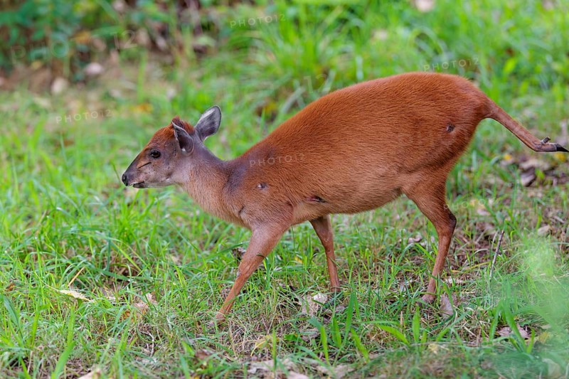 A female Red Forest Duiker (Cephalophus natalensis) stands in a green meadow, eating grass and herbs. Southeastern Africa