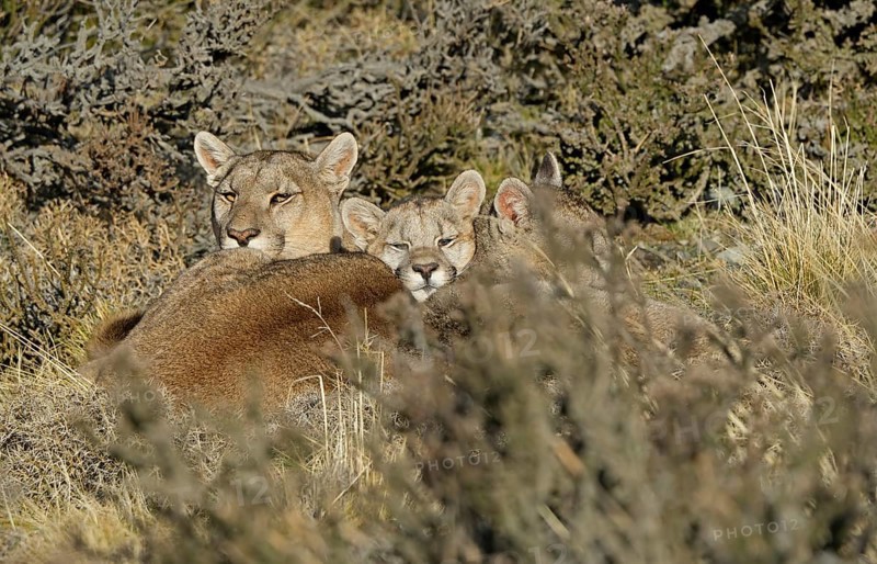 Cougar (Cougar concolor) female with young, Torres del Paine National Park, Chile, South America