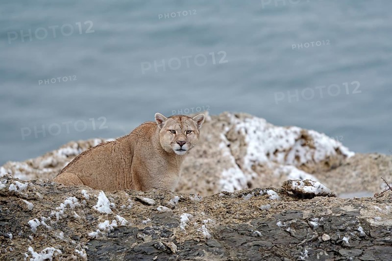 Cougar (Cougar concolor), Torres del Paine National Park, Chile, South America