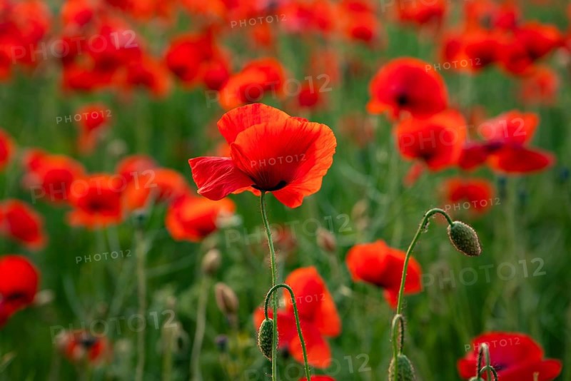 Close-up of red flowering poppy (Papaver rhoeas) in soft backlight, Lower Saxony, Germany