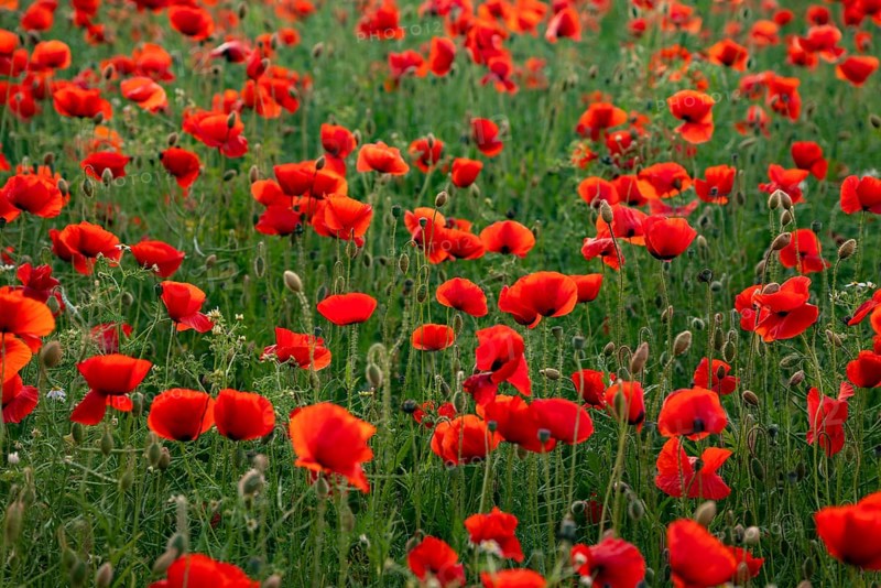 Full-frame photograph of a field of red-flowering poppies (Papaver rhoeas) in soft backlighting, Lower Saxony, Germany