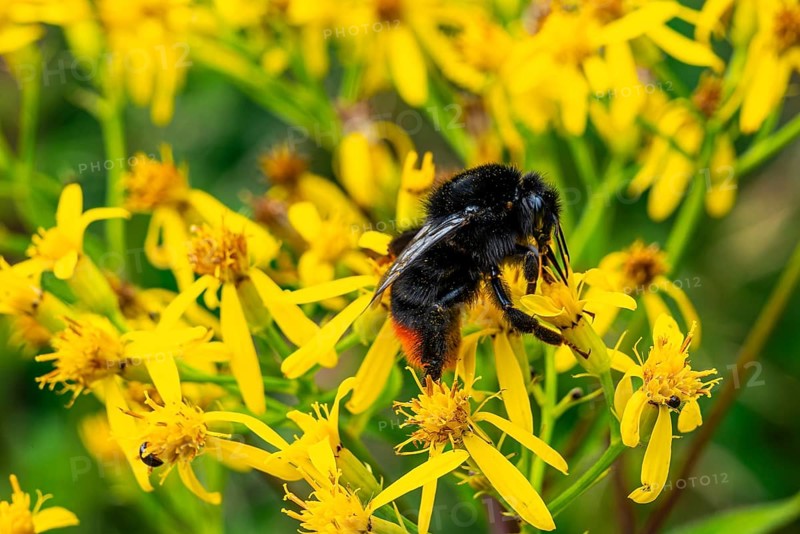 Close-up of a stone bumblebee (Bombus lapidarius) on yellow flowering ragwort (Jacobaea vulgaris), Germany