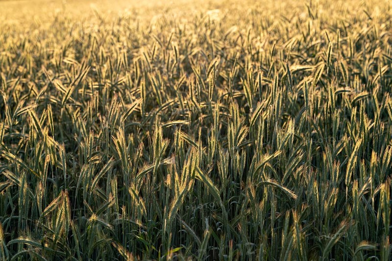Full-format photograph of a rye field (Secale cereale) in atmospheric evening backlight, Germany