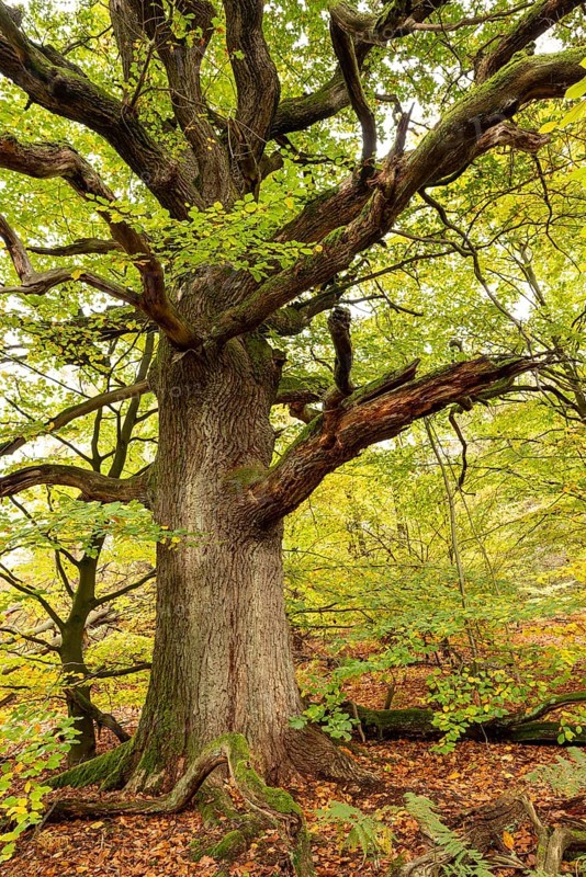 Trunk of a monumental English oak (Quercus robur) in an autumn scene in the Sababurg primeval forest, Reinhardswald nature park Park, Hesse, Germany