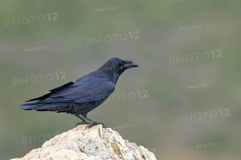 Raven (Corvus corax) on a rock, Extremadura, Spain