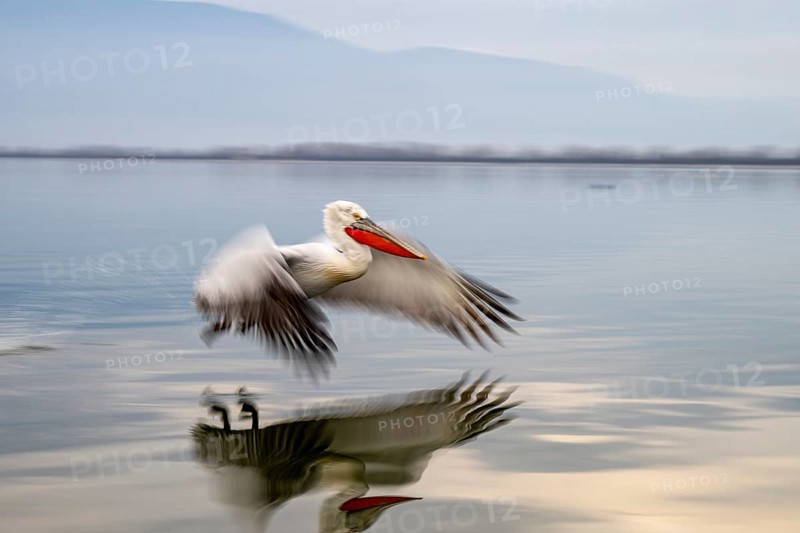 Dalmatian Pelican (Pelecanus crispus), Dalmatian Pelican, landing, long exposure, Lake Kerkini, Greece