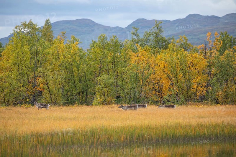 Reindeer at Abisko National Park in autumnal Lapland crossing a marshland by the lake