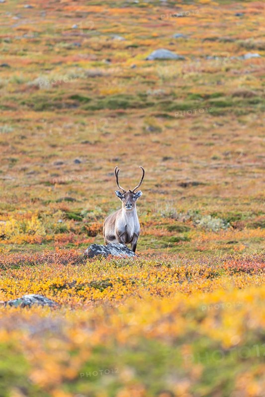 Reindeer at Abisko National Park in the colourful autumn of Lapland below Lapporten, Cuonjávággi