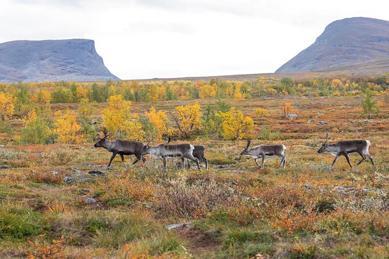Reindeer herd at Abisko National Park in the colourful autumn of Lapland below Lapporten, Cuonjávággi