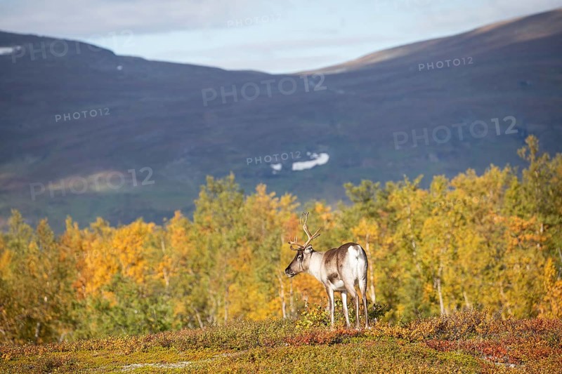Reindeer at Abisko National Park in the colourful autumn of Lapland below Lapporten, Cuonjávággi