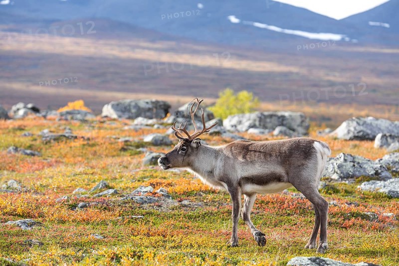 Reindeer at Abisko National Park in the colourful autumn of Lapland below Lapporten, Cuonjávággi