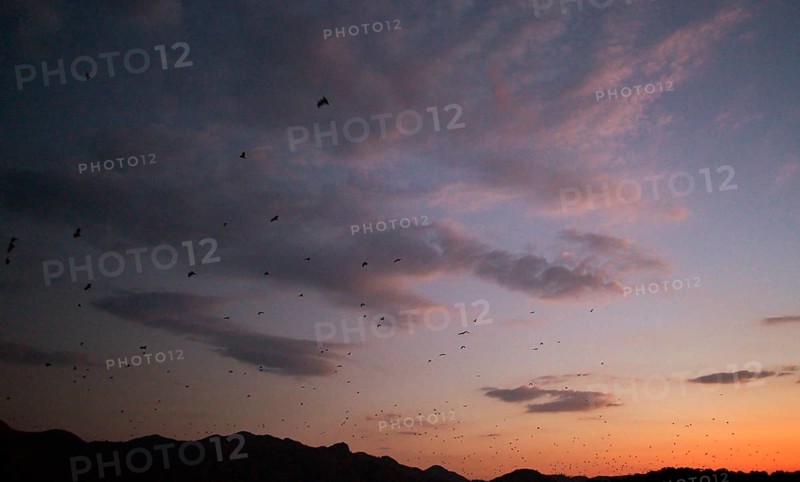 Flying foxes (Pteropodidae), Kalong Mangrove Island, Komodo National Park, Indonesia, Southeast Asia