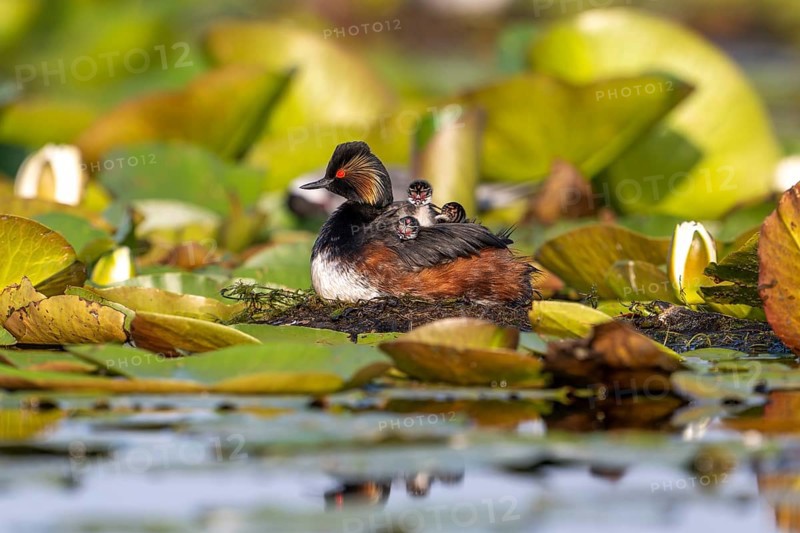Black-necked Grebe (Podiceps nigricollis) at the nest with young, Danube Delta, Romania