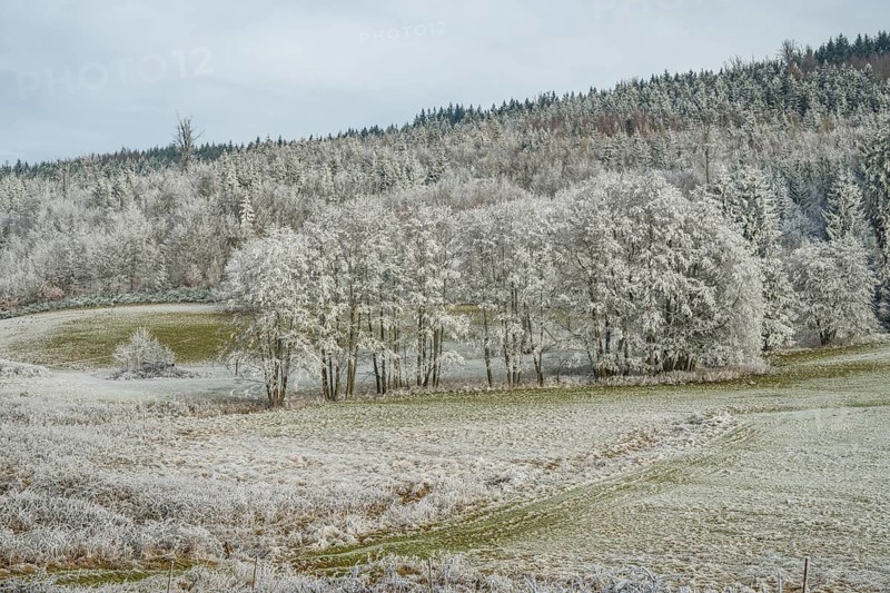 Meadow in a valley surrounded by a mixed forest with norway spruce (Picea abies) and European beech (Fagus sylvatica) white from roarfrost, on a sunny day in winter, Bavaria, Germany