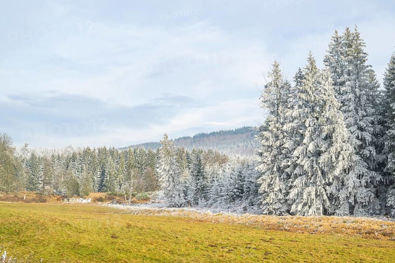 Meadow in a valley surrounded by a mixed forest with norway spruce (Picea abies) and European beech (Fagus sylvatica) white from roarfrost, on a sunny day in winter, Bavaria, Germany