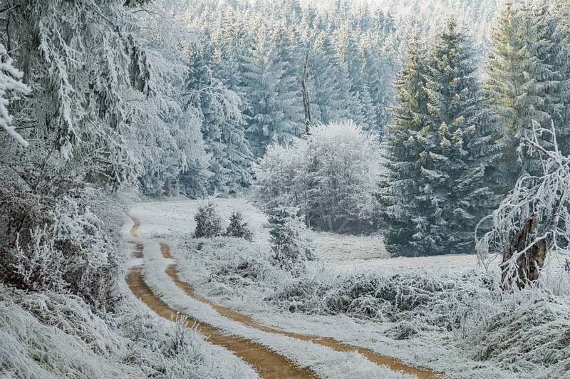 Forest road going through a beautiful landscape with forest, meadows and bushes, white from roarfrost, on a sunny day in winter, Bavaria, Germany