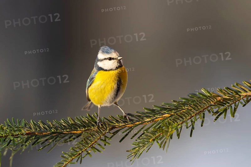 Eurasian blue tit (Cyanistes caeruleus) sitting on a branch, Bavaria, Germany