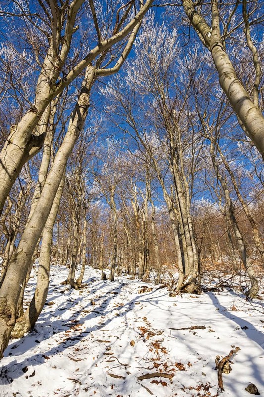 European beech (Fagus sylvatica) trees in a forest with hoarfrost on the branches in winter, Vápec, Horná Poruba, Slovakia