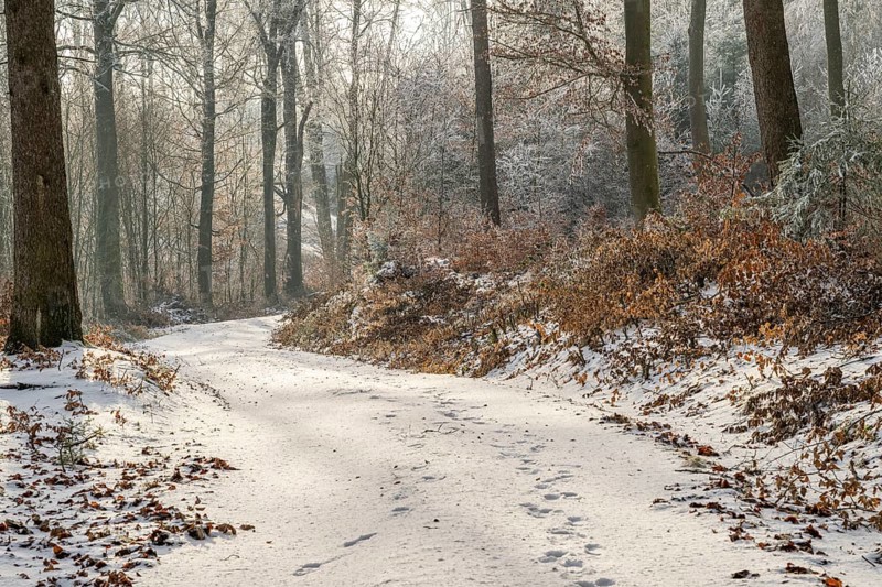 Forest road going through a mixed forest white from roarfrost on a sunny day in winter, Bavaria, Germany