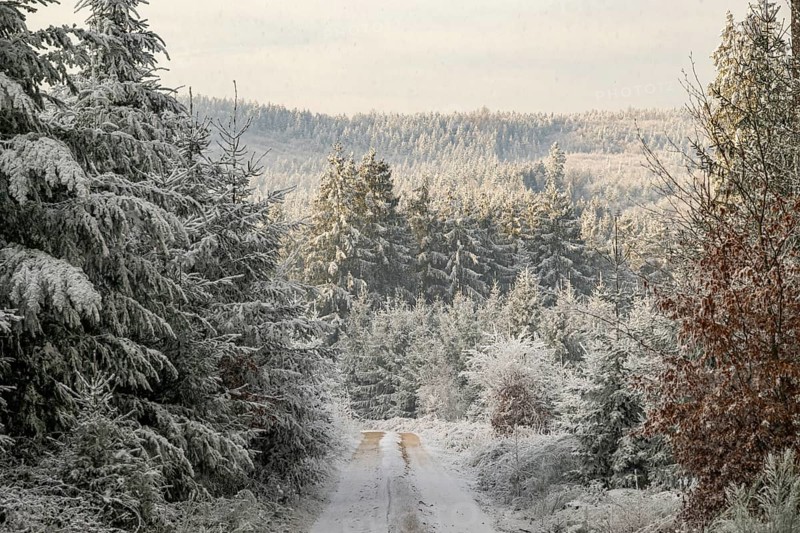 Forest road going through a mixed forest white from roarfrost on a sunny day in winter, Bavaria, Germany