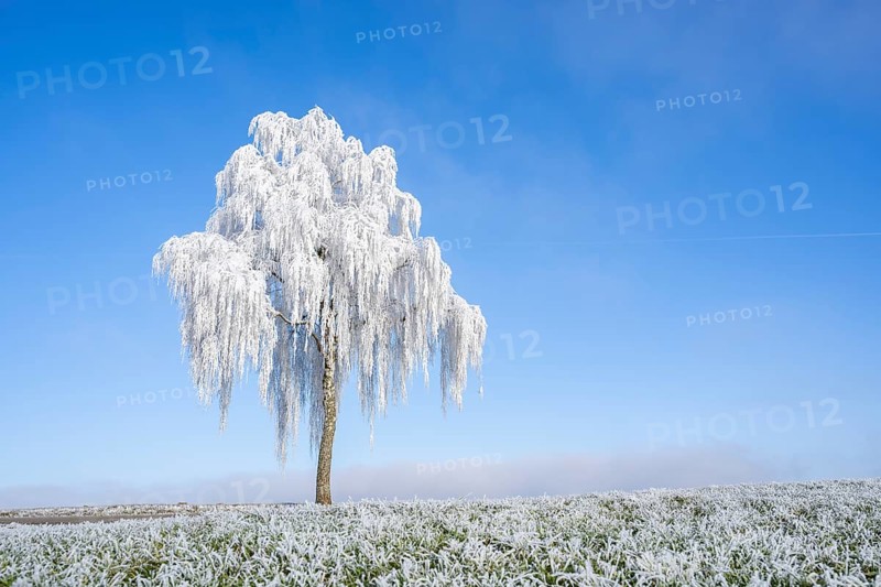 Silver birch (Betula pendula) standing on a meadow with hoarfrost on the branches in front of blue sky at sunshine in winter, Bavaria, Germany