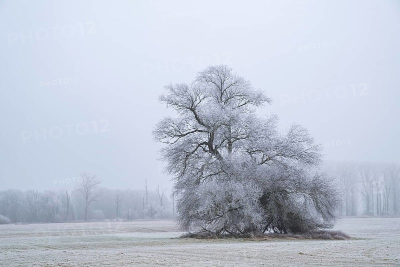 Eastern crack-willow (Salix euxina) standing on a meadow with hoarfrost on the branches in winter, Bavaria, Germany