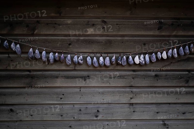 Shell necklace on a wooden wall, Resö Island, Bohuslän, Skagerrak, Sotenäs, Västra Götalands län, Sweden