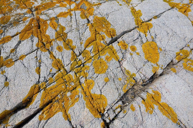 Yellowish lichen on a furrowed granite rock, Resö Island, Bohuslän, Skagerrak, Sotenäs, Västra Götalands län, Sweden