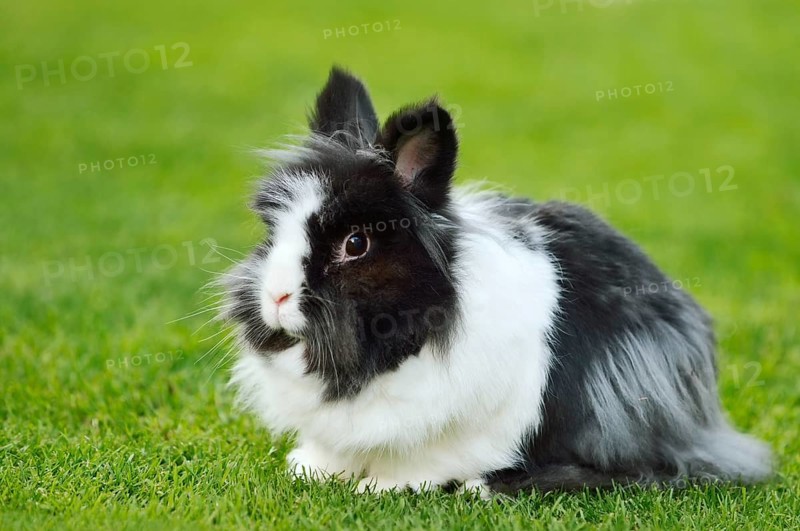 Lionhead rabbit (Oryctolagus cuniculus forma domestica) in a meadow, North Rhine-Westphalia, Germany