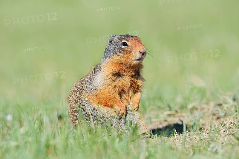 Columbia ground squirrel (Urocitellus columbianus, Spermophilus columbianus), Jasper National Park, Alberta, Canada