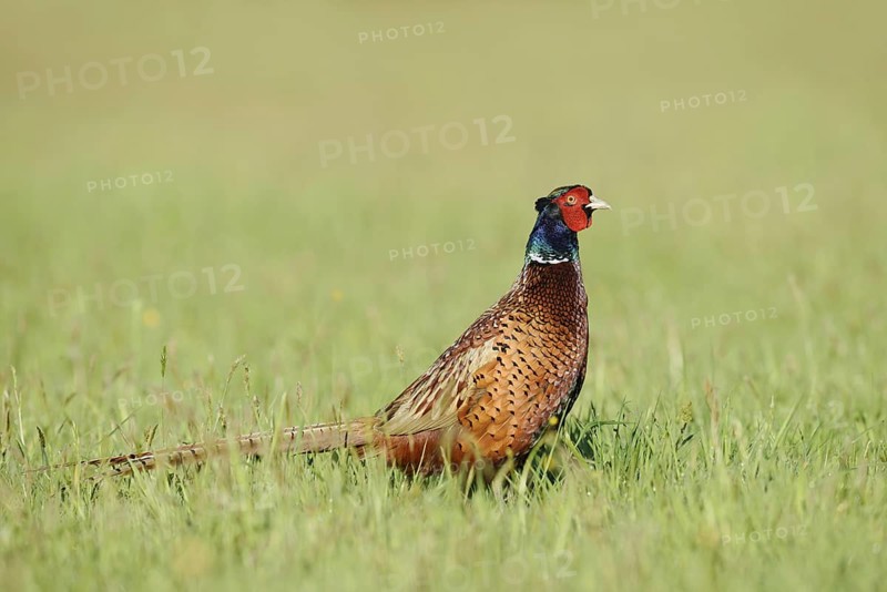 Hunting pheasant (Phasianus colchicus), cock standing in a meadow, North Rhine-Westphalia, Germany
