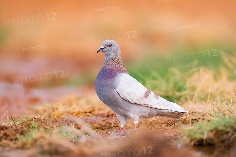 Rock dove (Columba livia) on a farmers field, Belchite, Aragon, Saragossa, Spain