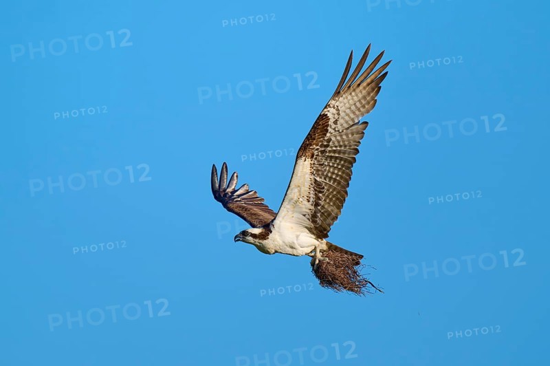 Osprey flying with outstretched wings under a clear sky, Osprey (Pandion haliaetus), Flamingo, Everglades National Park, Florida, USA