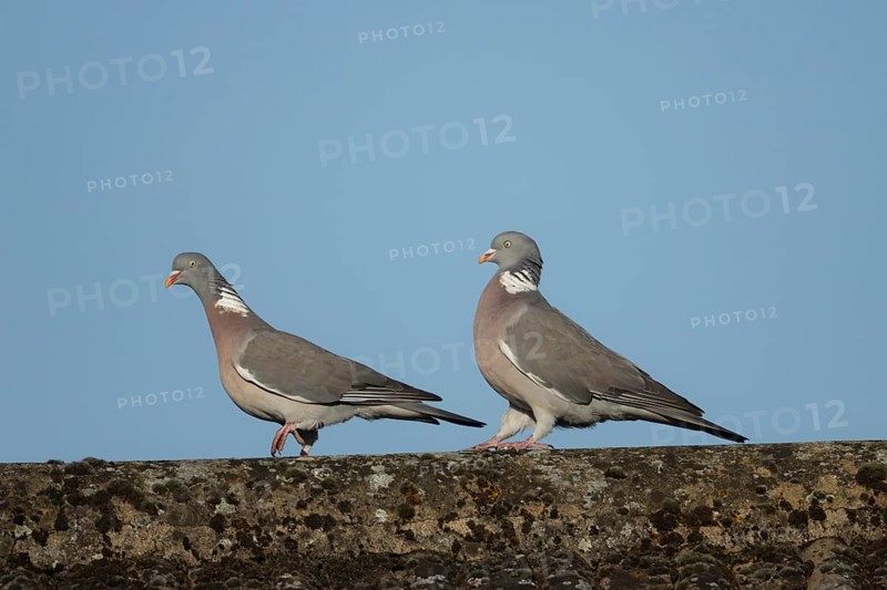 Wood pigeon (Columba palumbus) two adult birds performing their love courtship display on an urban house roof, England, United Kingdom