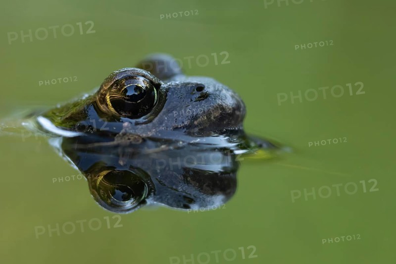 Common frog (Rana temporaria) adult amphibian on the water surface of a garden pond, England, United Kingdom