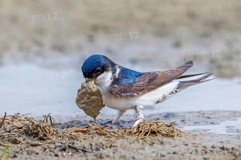 Common house martin, northern house martin (Delichon urbicum) collecting mud in beak from puddle for building nest in spring