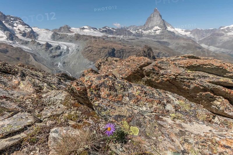 A solitary purple wildflower Aster des Alpes (Aster alpinus) rises from the rocky ground and displays its vibrant colour against the stone. The Matterhorn mountain towers majestically in the background on a bright day. Zermatt, Valais, Alps, Swiss